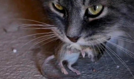 猫抓老鼠视频,一场欢乐的追逐战